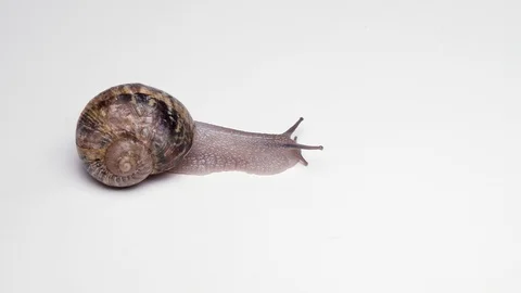 Macro video shot of Snail with shell sinks on white background Video stock 95562382