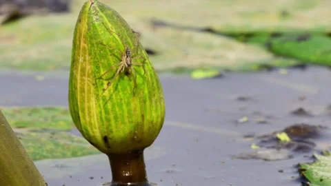 Macro Video Shot of Wolf Spider Jumping Off Vertical Lily Bud Stock Footage 348442236