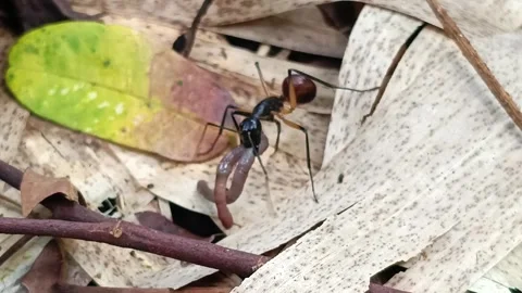 Macro video showing a large red ant carrying a worm across the forest floor. Thi Видео 333158913