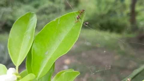 Macro Video of a single ant on a green leaf Stock Footage 168279802