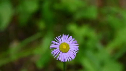 Macro video of a single beautiful violet colored daisy wildflower Stock Footage 136484100