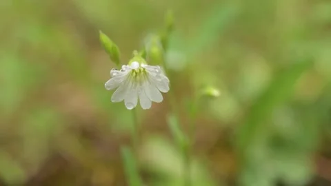 Macro video of a single delicate white wildflower that is covered in small water Stock Footage 146389946