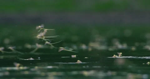 Macro video of single long-tailed mayflies on a rock on a shore of river Tisza Stock Footage 268989051