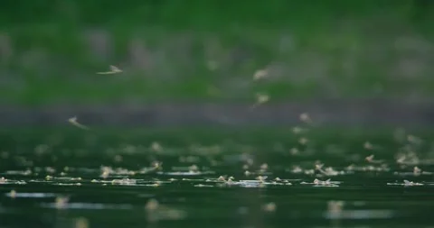 Macro video of single long-tailed mayflies on a rock on a shore of river Tisza Stock-Footage 268989054