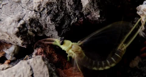 Macro video of single long-tailed mayflies on a tree bark Stock Footage 268989204