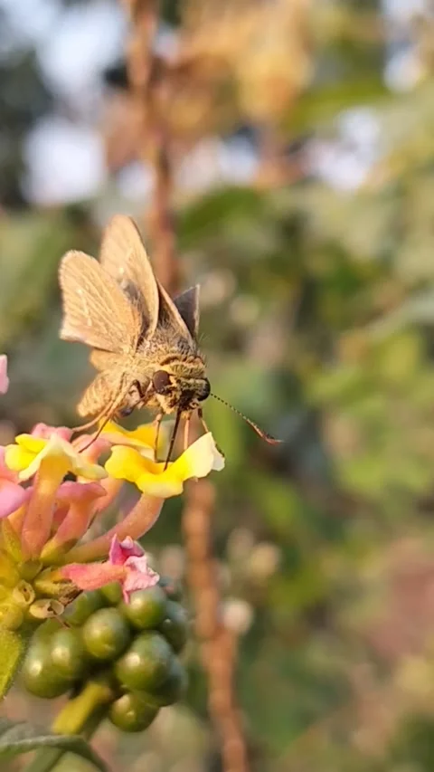 Macro Video of a Skipper Butterfly Feeding on Vibrant Multi-colored Lantana Flow Stock Footage 322774596