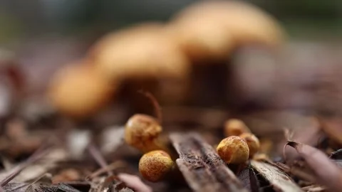 Macro video of small brown mushrooms growing in the forest Stockbeeldmateriaal 336307688