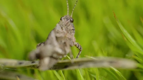 Macro video of a small grasshopper in natural habitat in summer 4K Stock Footage 156650306