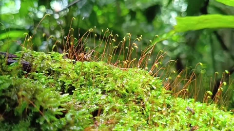 Macro Video of Small Insect among Moss Sporophytes in the Wild Видео 332209392