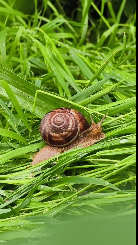 Macro video of a small snail moving slowly through fresh, wet grass Stock Footage 335125899