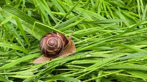 Macro video of a small snail moving slowly through fresh, wet grass Stock Footage 335125906