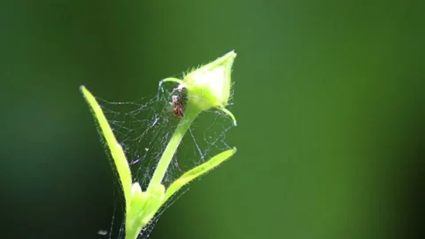 Macro video of a small spider on a bud - 4K - ProRes Vídeos de archivo 153273985