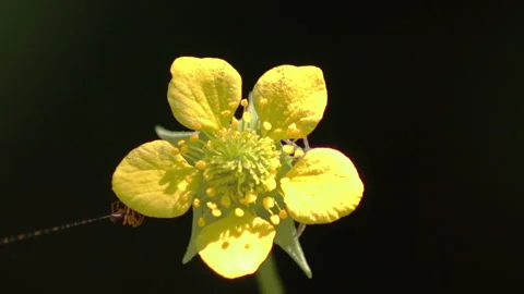 Macro video of a small spider on a flower that shoots the cobweb - 4K- ProRes Stock Footage 153280381