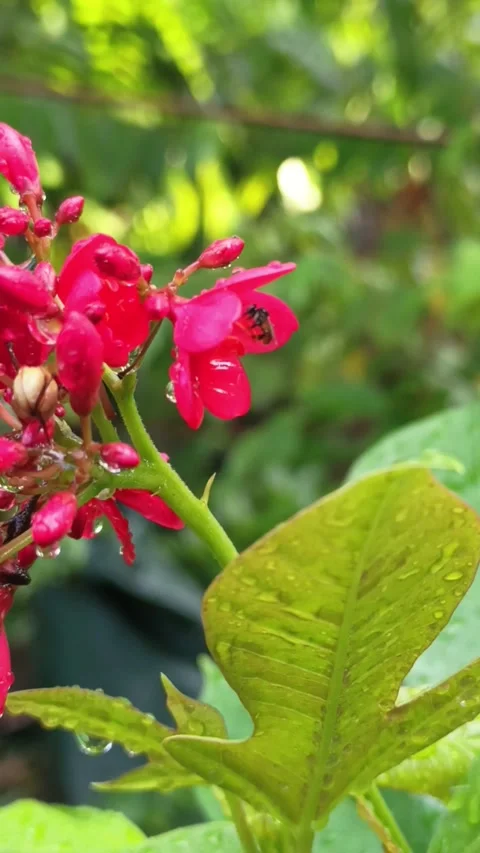 Macro video of a small yellow-bellied honeybee taking nectar from a red flowe Stock Footage 327106147
