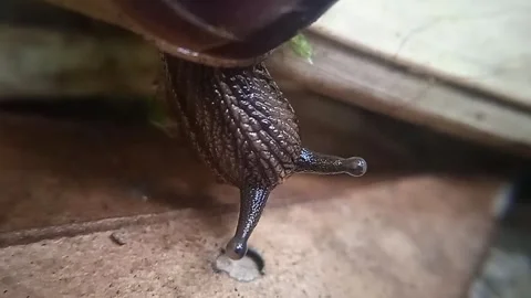 Macro Video of Snail Crawling on Wood Stock Footage 315769692