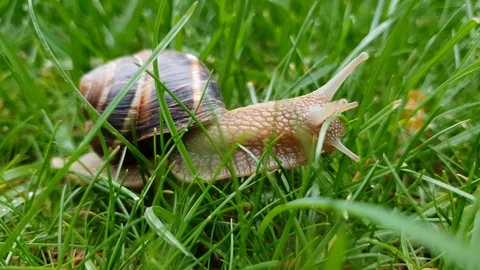 Macro video of snail moving in grass-2 Stock Footage 115403927