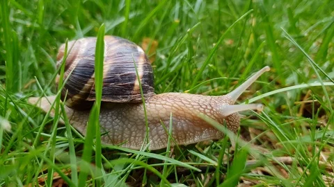 Macro video of snail moving on grass Stock Footage 115404157