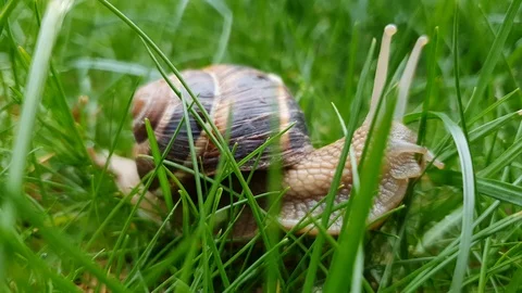 Macro video of snail moving on grass and inspecting Stock Footage 115405035