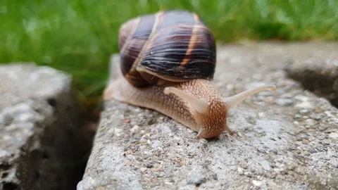Macro video of snail moving on stone Stock Footage 115404454