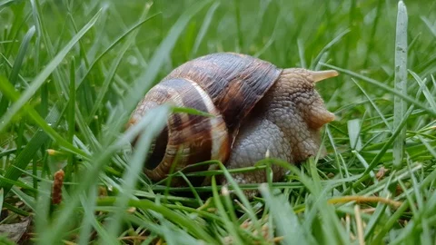 Macro video of snail scaring and hiding itself in its shell and appearing Stock Footage 115406832
