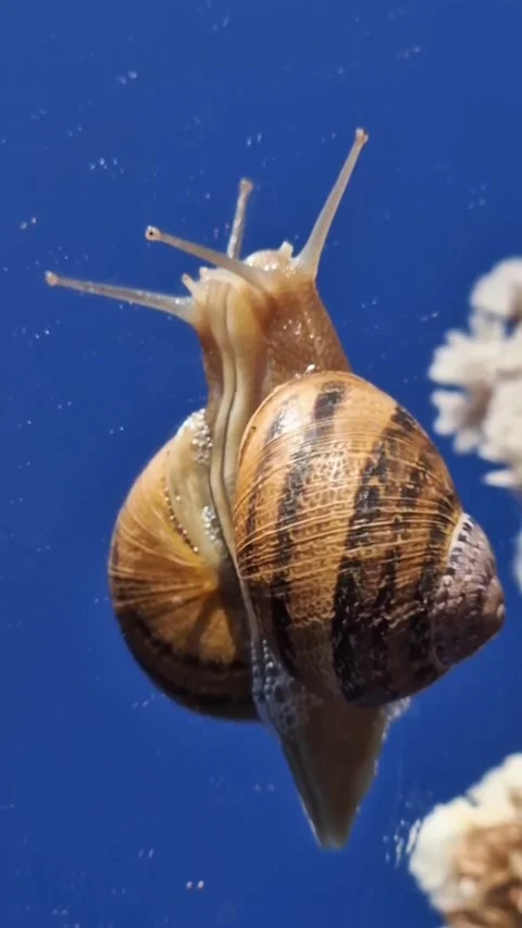 Macro Video of Snails Against a Sky Background |Stunning Close-Up Nature Footage Stock Footage 285325564