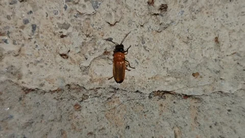 A macro video of solitary firefly lightning bug perched or crawling on the .. Stock Footage 335520455