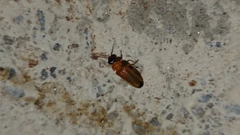 A macro video of solitary firefly lightning bug perched or crawling on the .. Stock Footage 335520499