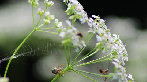 Macro video spider and cobweb on the flowers  - 4K - ProRes Stock Footage 153583789