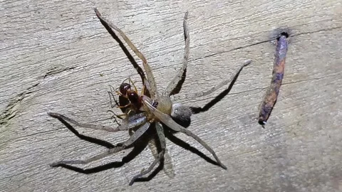 Macro Video of a Spider Eating an Ant - Natural Predator Behavior Stockbeeldmateriaal 332496929