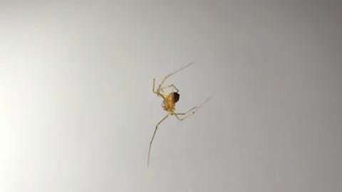 Macro video of Spider Stock Footage 171362583