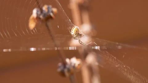 Macro video of spider sitting on delicate web illuminated by warm sunlight Stock Footage 321476664