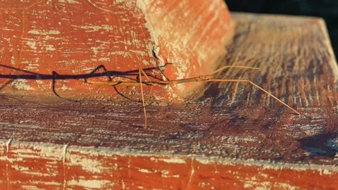 Macro video of stick bug walking on concrete, anthropomorphic insect on wooden Stock Footage 274932882