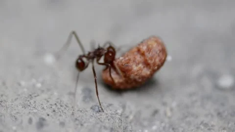 A macro video of a sugar ant grabbing and placing food on its back, showcas.. Stock-Footage 303668771