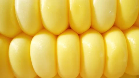 Macro video of sweetcorn showcases its golden kernels in intricate detail Stock Footage 244800902