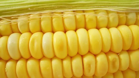 Macro video of sweetcorn showcases its golden kernels in intricate detail Video stock 244801043
