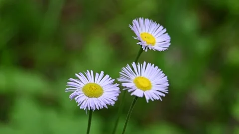 Macro video of three beautiful violet colored daisy wildflowers  Stock Footage 136484584