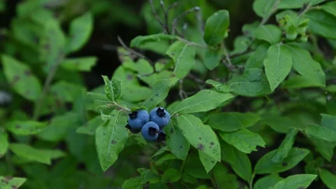 Macro video of three dark blue wild blueberries and green leaves. Stock Footage 136844219