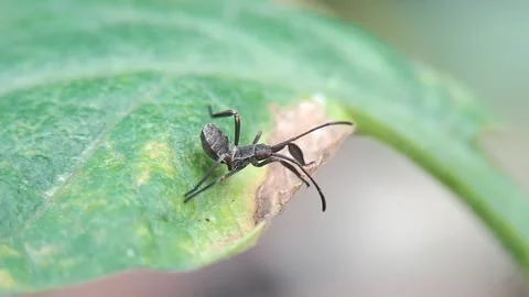 Macro Video: Tiny Assassin Bug on Green Leaf Edge, Detailed Close-Up Video stock 315196195
