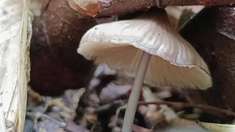 Macro Video of Tiny Mycena Mushroom Under Dead Leaves in Tropical Rainforest Stock Footage 335821955