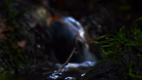 Macro video of a tiny waterfall and moss in the Finnish wilderness. Stock Footage 98343724