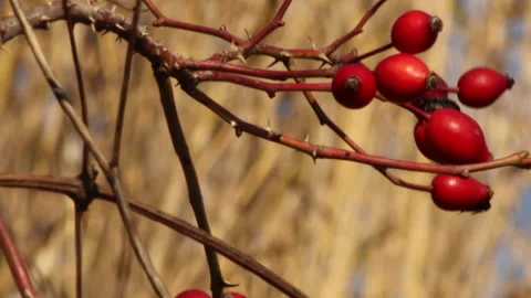 Macro video on tree branch in warm colors - 4k - ProRes Vídeos de archivo 147667271