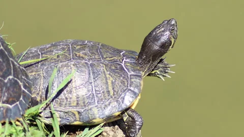Macro video of a turtle - 4K - ProRes Stock Footage 153275373