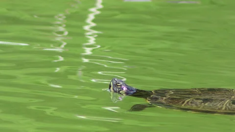 Macro video of a turtle in the pond - 4K - ProRes Stock Footage 153276291