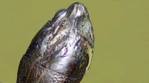 Macro video of a turtle's head - 4K - ProRes Stock Footage 153280899