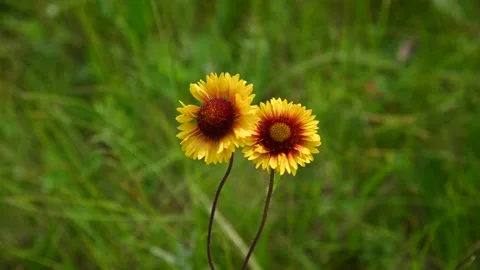 Macro video of two bright yellow and orange Great Blanketflower Stock Footage 136559762