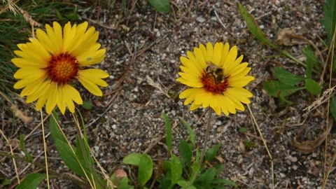 Macro video of two bright yellow and orange Great Blanketflower  Stock Footage 142241525