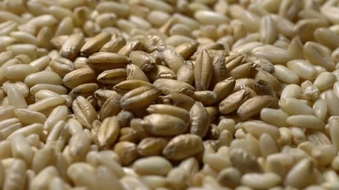 Macro video of two types of  wheat grains in rotation Stock Footage 123623108