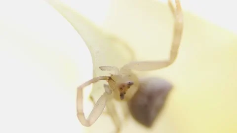 Macro video of a very small spider cleaning its paw in its jaws, on a yellow Vídeos de archivo 183205213
