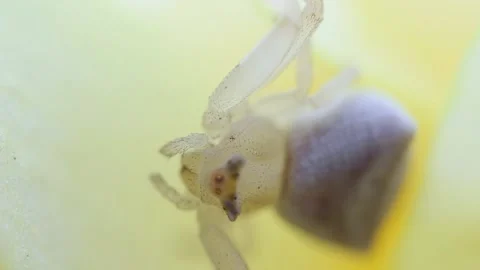 Macro video of a very small spider on a yellow flower with color changing ey Vídeos de archivo 183205360