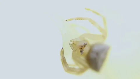 Macro video of a very small yellow spider on a yellow petal Vídeos de archivo 183205423